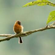 Cinnamon Flycatcher