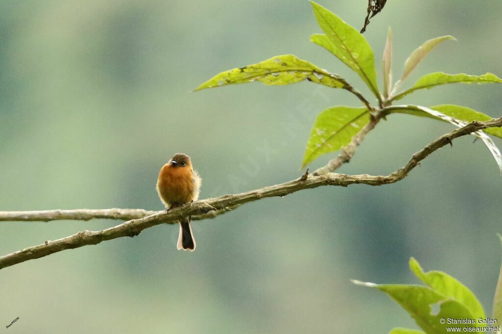 Cinnamon Flycatcheradult