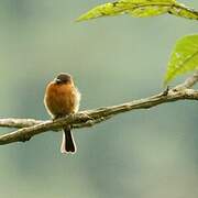 Cinnamon Flycatcher