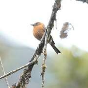 Cinnamon Flycatcher