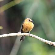 Cinnamon Flycatcher