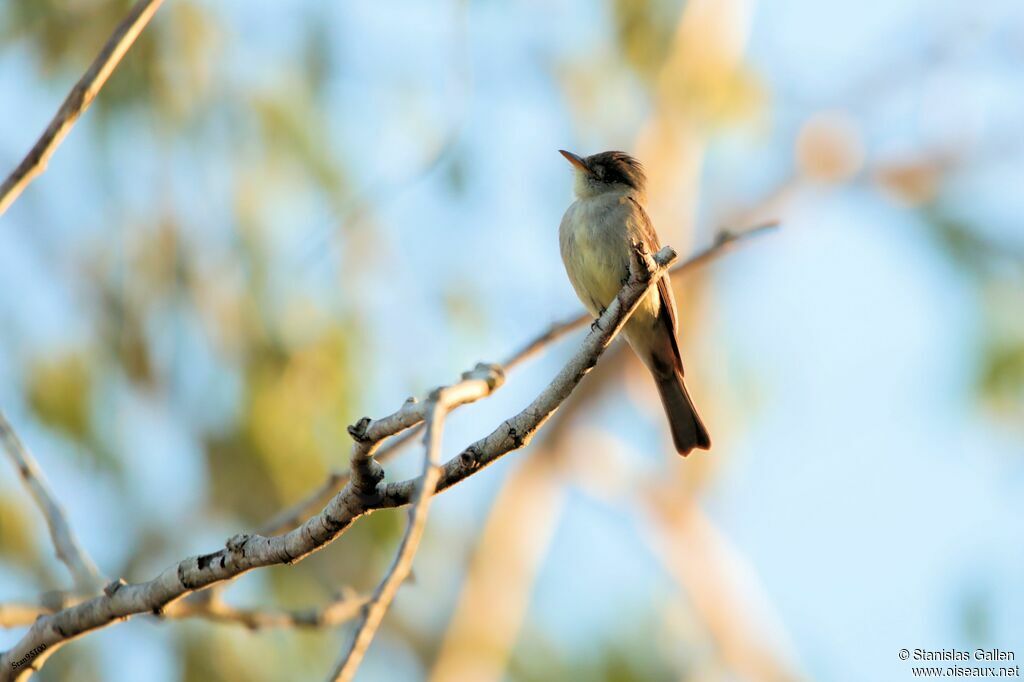 Northern Tropical Peweeadult