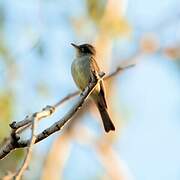 Northern Tropical Pewee