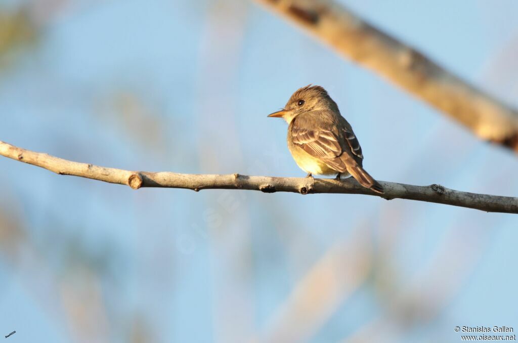 Northern Tropical Peweeadult