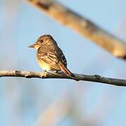 Northern Tropical Pewee