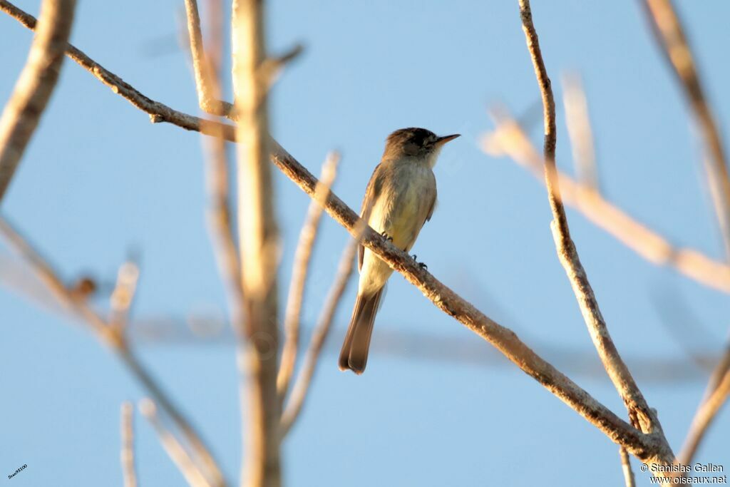 Northern Tropical Peweeadult