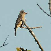 Greater Pewee