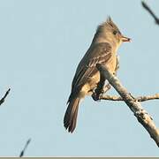 Greater Pewee