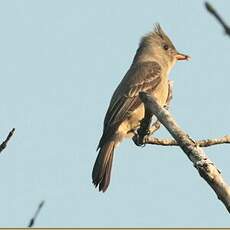 Moucherolle de Coues