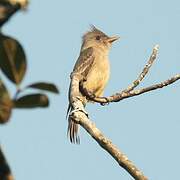 Greater Pewee