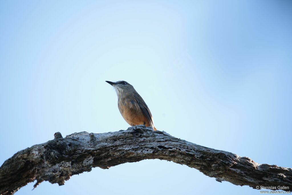 Santa Marta Bush Tyrantadult