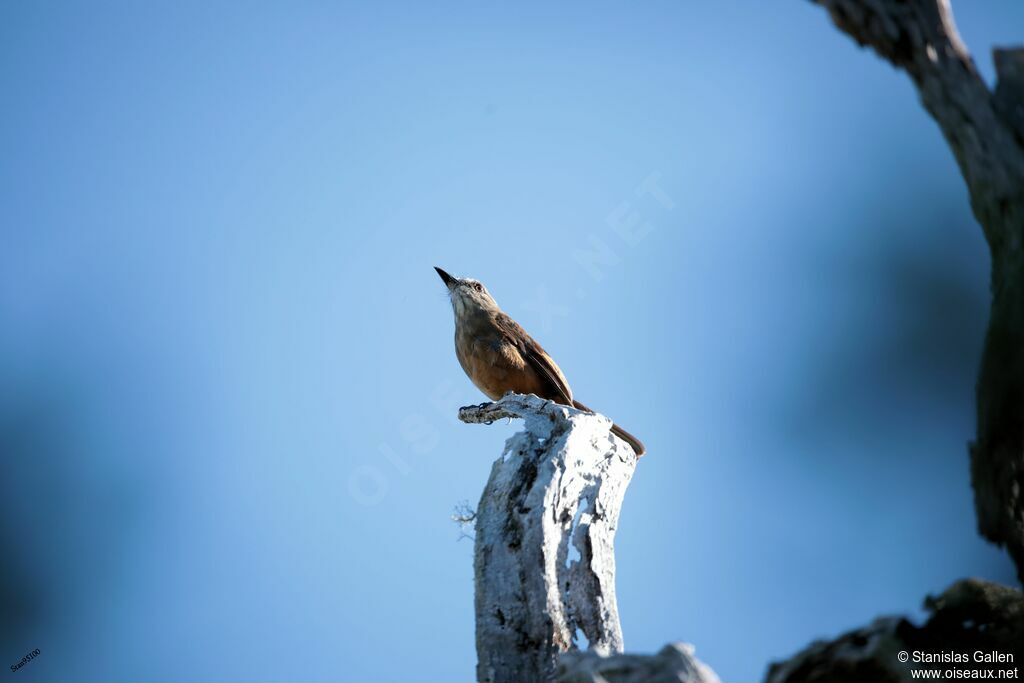 Santa Marta Bush Tyrantadult