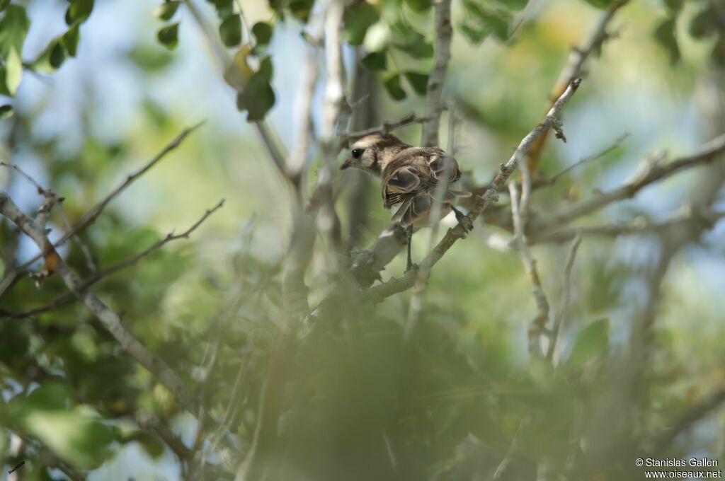 Fuscous Flycatcheradult