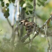 Fuscous Flycatcher