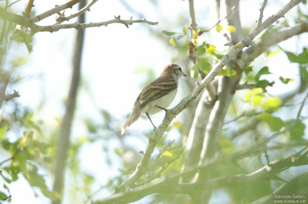 Fuscous Flycatcheradult