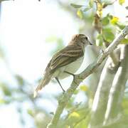 Fuscous Flycatcher