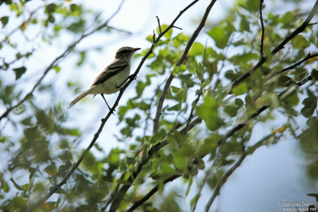 Fuscous Flycatcheradult