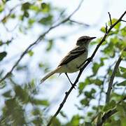 Fuscous Flycatcher