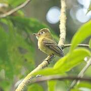 Yellowish Flycatcher