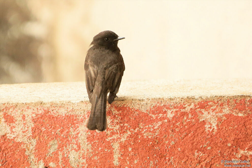 Black Phoebe male adult breeding, close-up portrait