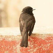 Black Phoebe