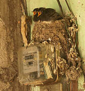 Black Phoebe