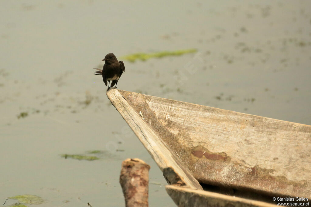 Black Phoebe male adult breeding, close-up portrait