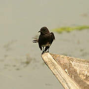 Black Phoebe