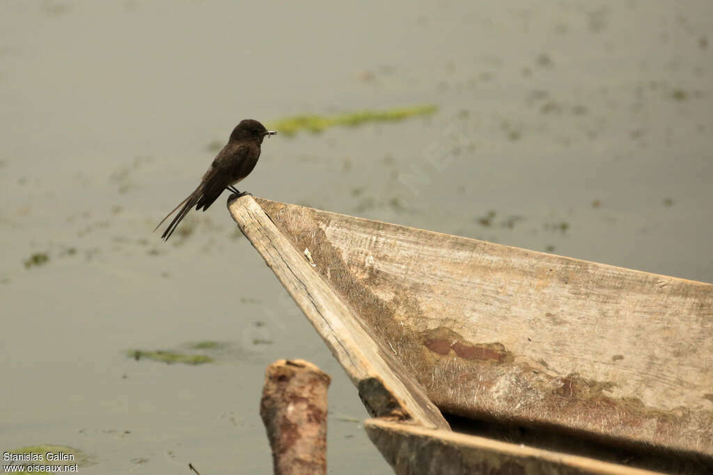 Black Phoebe male adult breeding, Reproduction-nesting