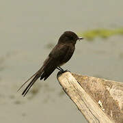 Black Phoebe