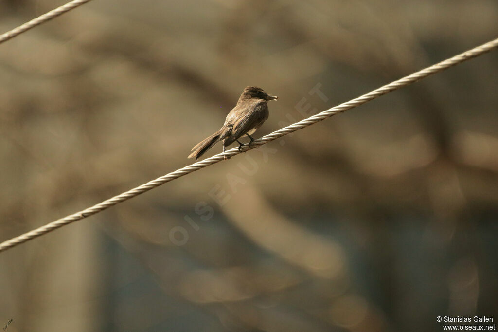 Black Phoebe male adult breeding, Reproduction-nesting