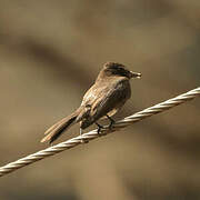 Black Phoebe