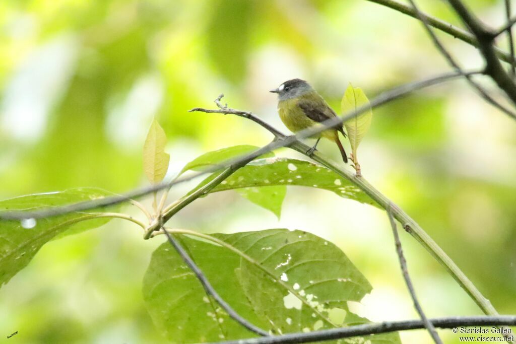 Ornate Flycatcher male adult