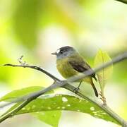 Ornate Flycatcher