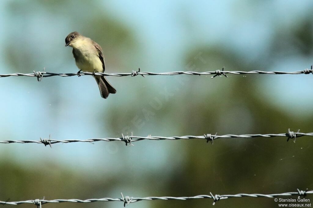 Eastern Phoebeadult