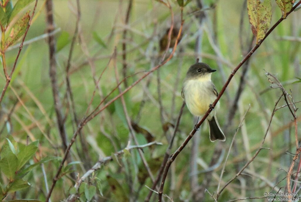 Eastern Phoebeadult