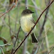 Eastern Phoebe