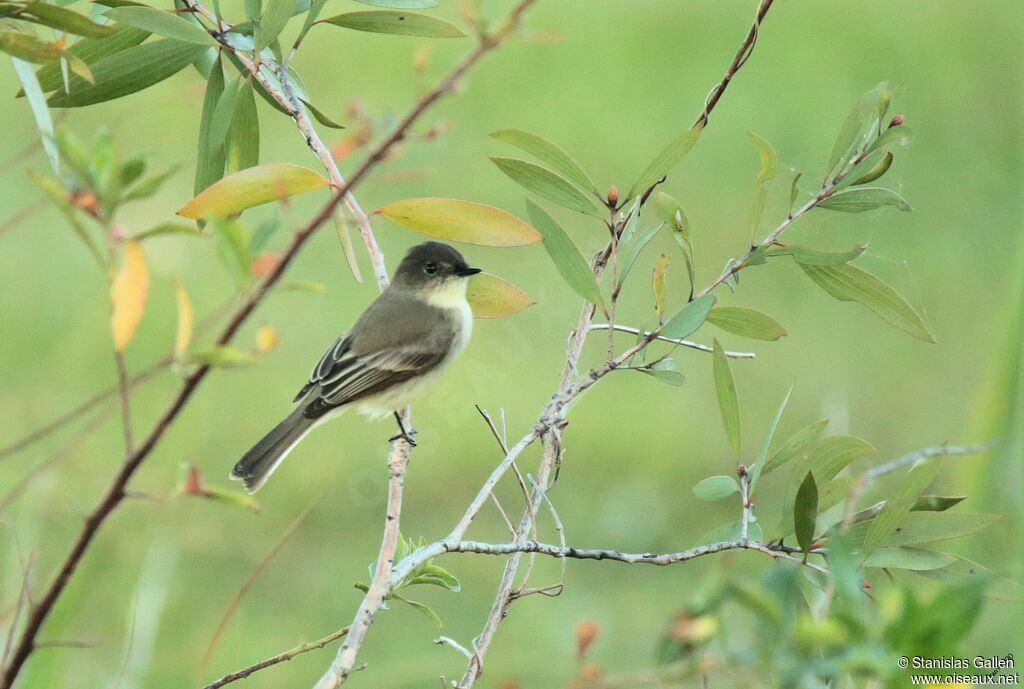 Eastern Phoebeadult