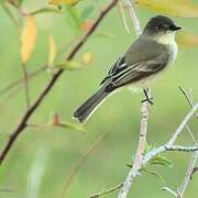 Eastern Phoebe