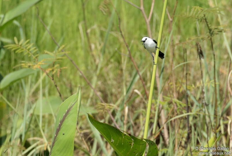 Pied Water Tyrant male adult breeding, Reproduction-nesting, song