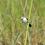 Pied Water Tyrant