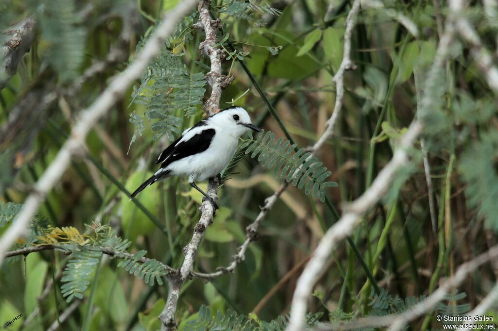 Pied Water Tyrantadult breeding