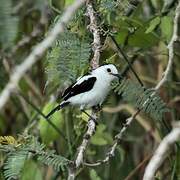 Pied Water Tyrant