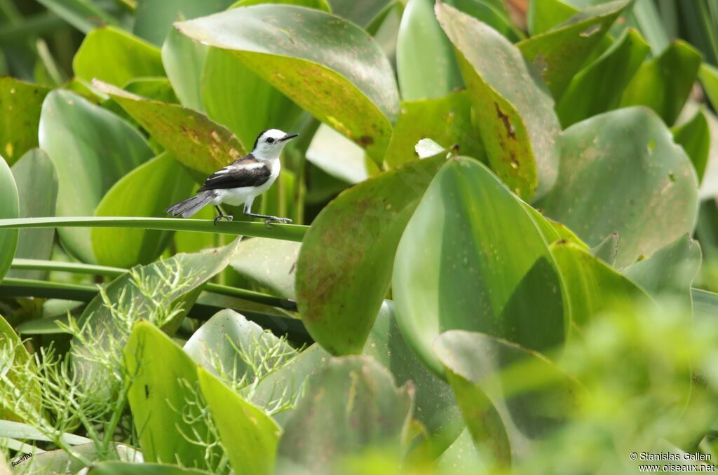 Pied Water Tyrantadult