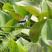 Pied Water Tyrant