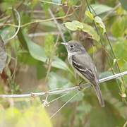 Least Flycatcher