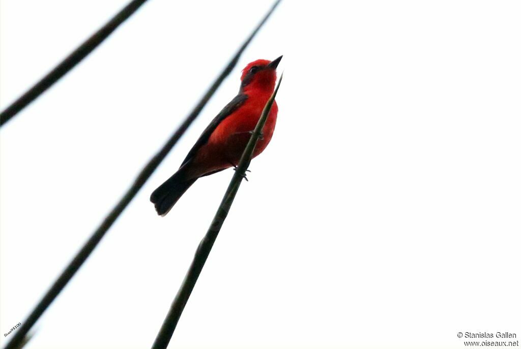 Vermilion Flycatcher male adult breeding