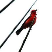 Vermilion Flycatcher