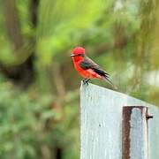 Vermilion Flycatcher