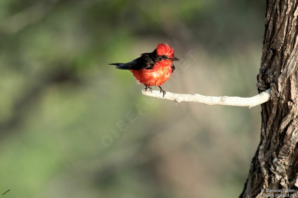 Vermilion Flycatcher male adult breeding